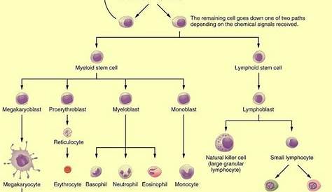 hematopoietic stem cells pdf