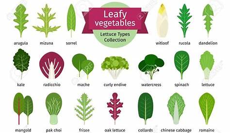 Green vegetables leaf set. Natural salad leaves and herbs isolated on