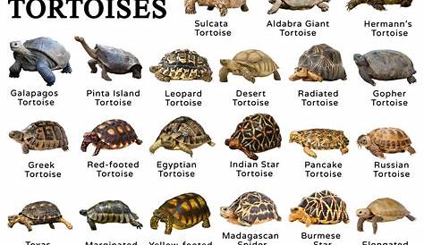 Types of Tortoise - Animal Spot