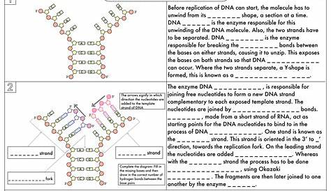 A Level Biology Worksheet Pack on DNA and Protein Synthesis | Teaching