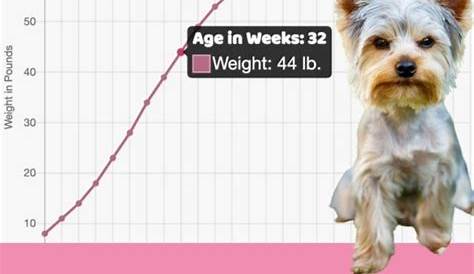 yorkshire terrier growth chart