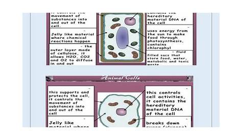 plant cell quiz worksheet