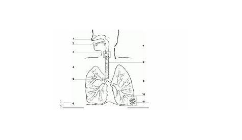 Respiratory System Worksheet by THE LAB ASSISTANTS | TPT