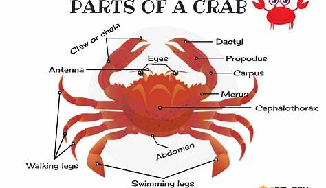 Parts of a Crab: Useful Crab Anatomy with Pictures • 7ESL