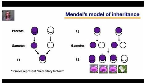mendel's work worksheet