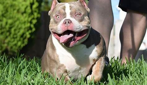 The Lilac Tri Colored Pocket American Bully | by BULLY KING Magazine