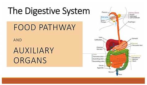 flow chart pathway of food through the digestive system