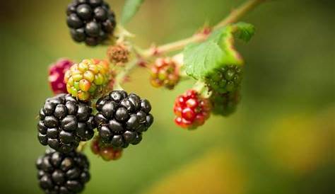Can You Eat Red Blackberries - Healing Picks