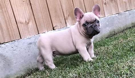 how big does a frenchie get