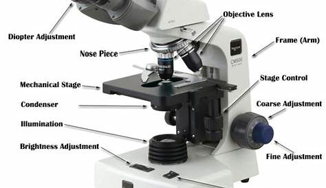 microscope worksheet answers