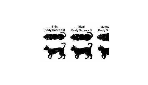 cat weight chart Archives - My Kitty CareMy Kitty Care