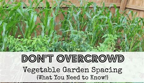 Perfect Plantings: What You Need to Know About Vegetable Garden Spacing!