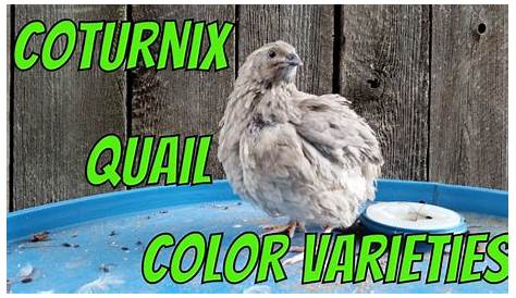 Coturnix Quail Color Varieties - YouTube