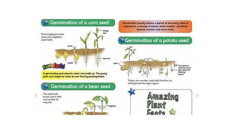 seed germination chart pdf