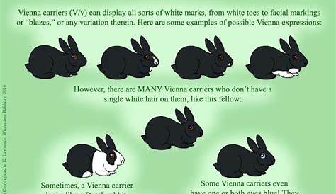 identification rabbit color chart