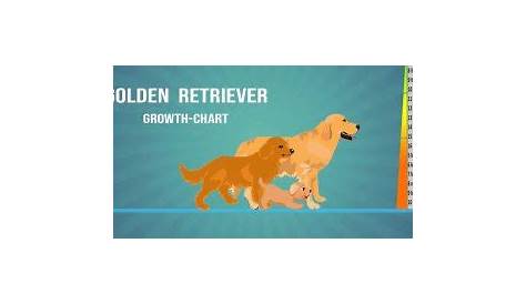 Golden Retriever Weight And Growth Chart All You Need To Know | Golden