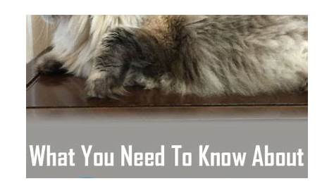 What You Need to Know About Ragdoll Cat Weight