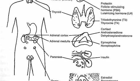 endocrine system unlabeled diagram - ModernHeal.com