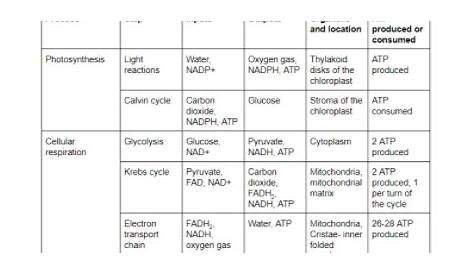 Describe the stages of cellular respiration and photosynthesis and