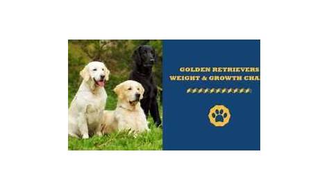 Golden Retriever Weight And Growth Guide in 2021 - Totally Goldens