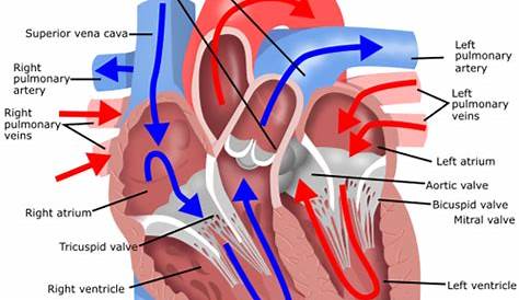 arrows showing blood flow through the heart
