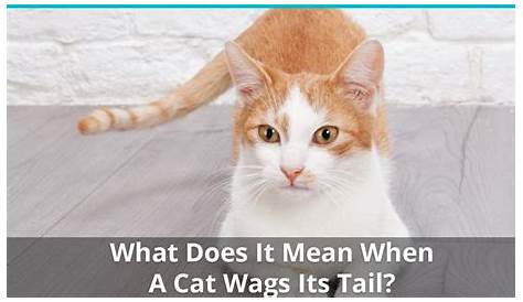 what does it mean cat wags tail | Cats, Mean cat, Cat facts