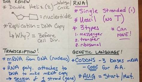 50 Protein Synthesis Review Worksheet