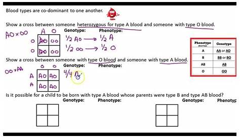 Codominance Worksheet Blood Types