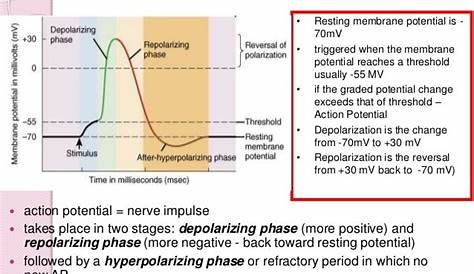 summary of action potential