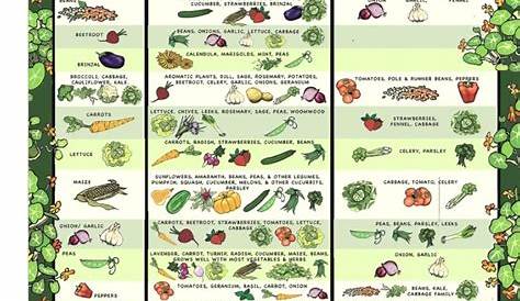 vegetable garden compatibility chart