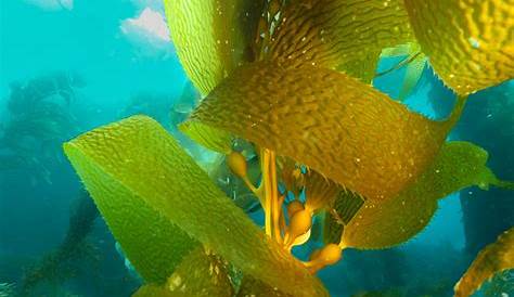 what does kelp look like in minecraft