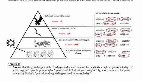 energy flow in ecosystems worksheet pdf