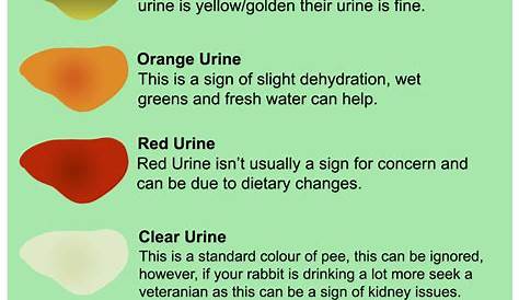 rabbit urine colour chart