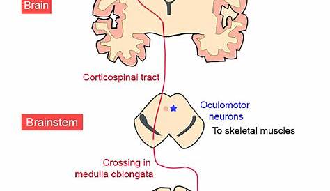 cortical circuit diagram