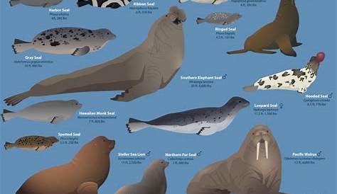 seals by size chart