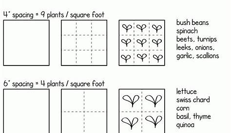 How (and why) to plant a square foot garden | Garden layout vegetable
