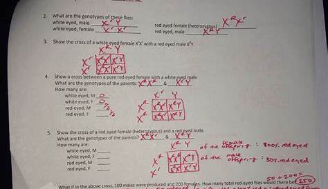 Mendel And Heredity Worksheet Answer Key Answer - Rocco Worksheet