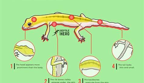 Is Your Leopard Gecko Fat? 10 Signs [Infographic And Tables] - Reptile Hero
