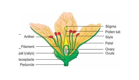 Labelled Diagram Of A Flower Elegant Draw A Neat Well Labelled Diagram
