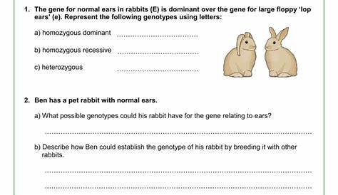 genetics worksheets for elementary students