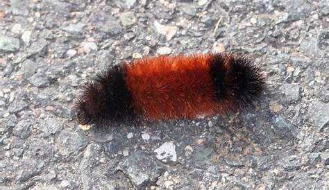 Woolly Bear Caterpillars and Weather Prediction | Wooly bear