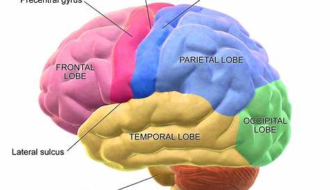 lobes of the brain quiz