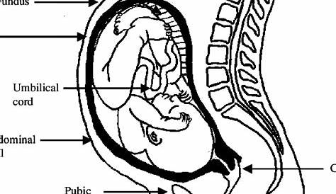 Anatomy of a 40-week pregnant woman (ligaments not shown). | Download