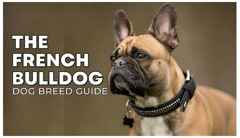 how old is the french bulldog breed