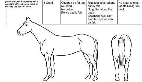 horse body score chart
