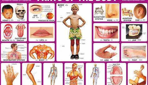 Spectrum Educational Charts: Chart 106 - Parts of the Body