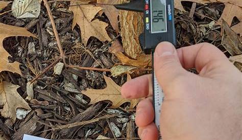 Backyard Tree Caliper Measurements - January 2020