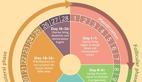 17 Lovely Female Hormone Cycle Chart