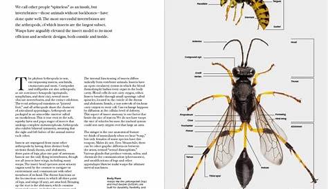 Wasps: The Astonishing Diversity of a Misunderstood Insect - Nokomis
