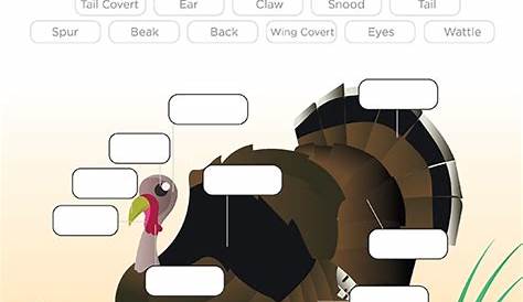 Printables - Turkey Anatomy - Ages 9-12 | HP® Official Site